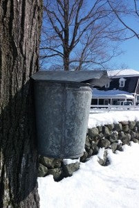 March 2019 - Maple Sugaring Season