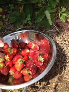 Strawberry-Rhubarb Jam