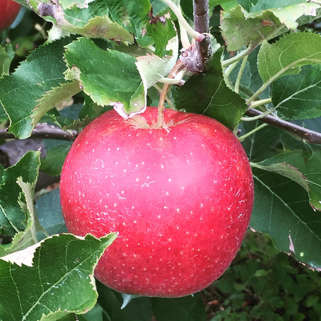 September 2017 - The Apple Orchard