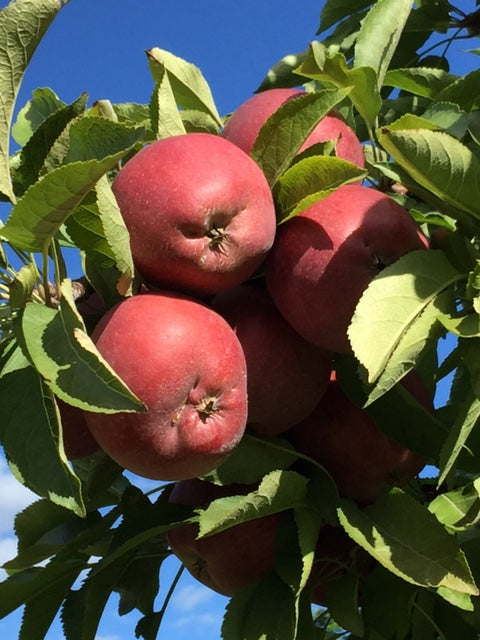 10/15 Cafe Bake - Apple Orchard Muffins
