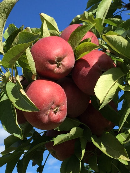 10/15 Cafe Bake - Apple Orchard Muffins