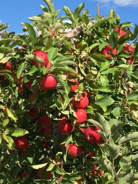 Dutch Apple Pie Jam no